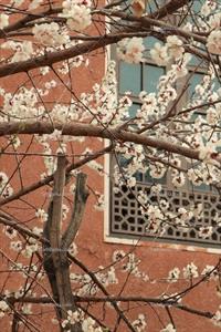 تصویر با کیفیت شکوفه درختان در بهار